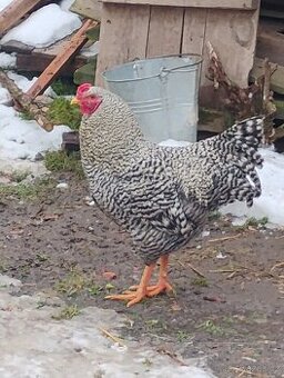 Prodám kohouta do chovu