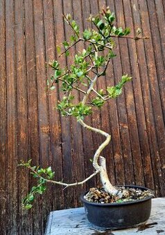 Bonsai, Bonsaj - Hloh 3