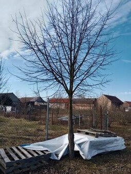 VZROSTLÉ STROMY LÍPA