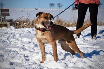 Max hledá nový domov