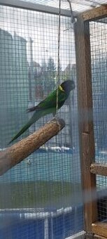 Barnard velký límcový - celozeleny