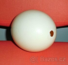 Skořápku ze pštrosího vejce pro výrobu originální kraslice.
