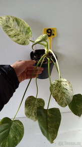 Philodendron různé druhy pokojovka