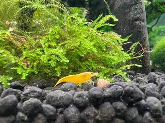 Krevetky yellow