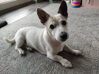 Nabizime psa ke krytí Jack Russell Terier