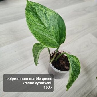 Pokojovky / pokojove rostliny