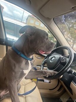 American bully