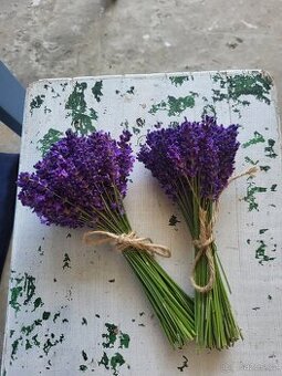 LEVANDULE VONNÁ - ŽIVÁ KYTIČKA K USUŠENÍ