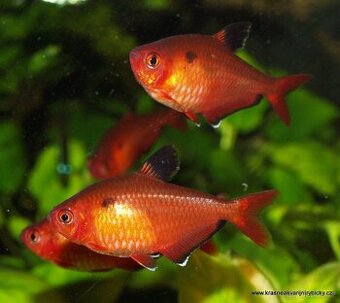 Nabízím Tetra krvavá (Hyphessobrycon eques)