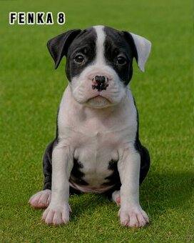 Štěňátka – Americký stafordšírský teriér (Amstaff, Staford)