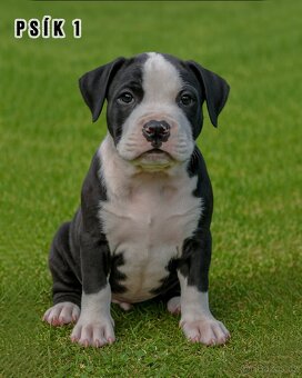Štěňátka – Americký stafordšírský teriér (Amstaff, Staford)