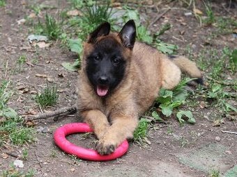 Belgický ovčák - Malinois - krásné fenky pouze s PP