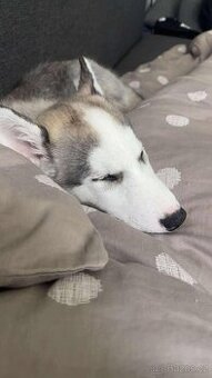 štěně Husky
