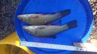 Násada - kapr, lín