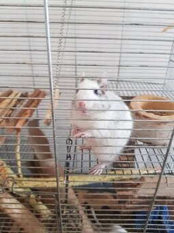 Osmák degu