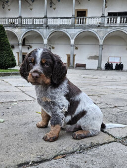 Epagneul Picard či Pikardský ohař