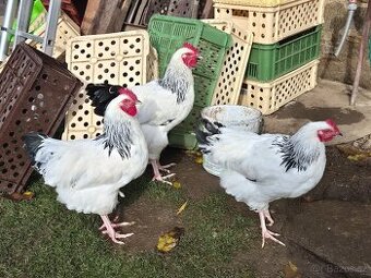 Kohouti Sasexky bílé