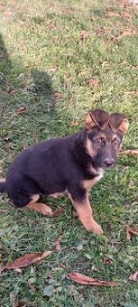 Německý ovčák-šťěně