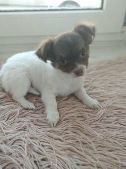 Čivava dlouhosrstá