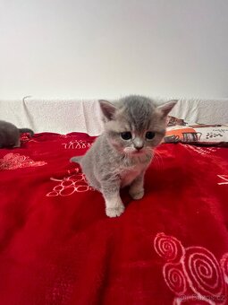 Prodam 4 britske koťata - 1