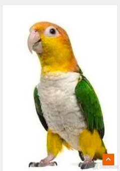 Amazonek bělobřichý