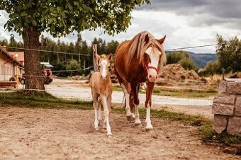 2,5letý valach WPB - 1