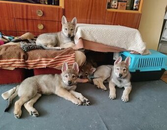 Československý vlčák s rodokmenem TOP spojení