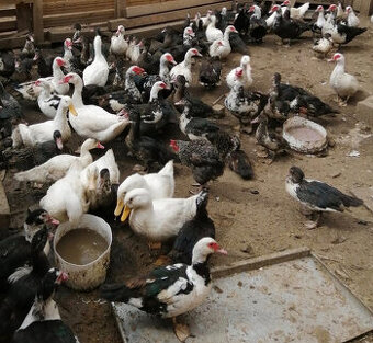 Kachny a kačery pižmovky