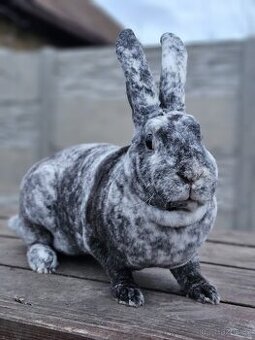 Samice rhönského rexe