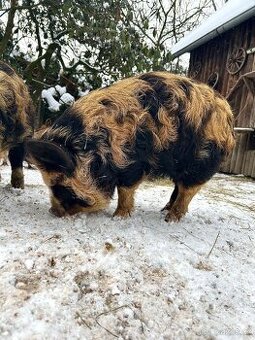 Kune kune na mazlíka