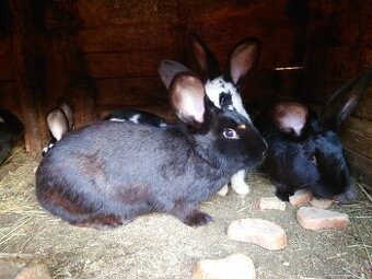 Prodam mladé samice