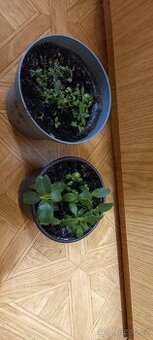 Náduť madagaskarská léčivka