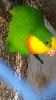 Papoušek nádherný