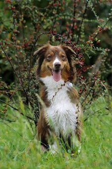 Hledám psí modely a modelky :) - 1