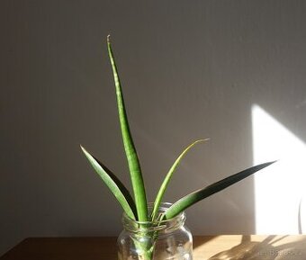 Sukulent, tchynin jazyk, Sansevieria