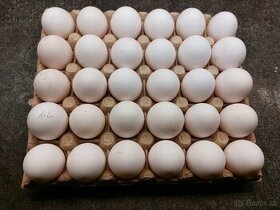 Leghorn násadová vejce