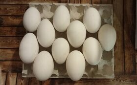 Násadová husí vejce - 1