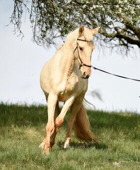 Lusitano klisna PSL v exkluzivní barvě palomino DUN - 1