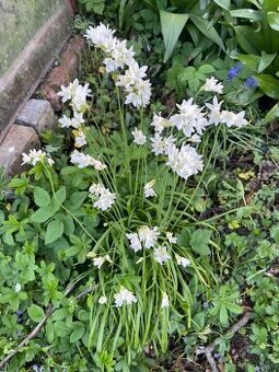 Allium ursinum