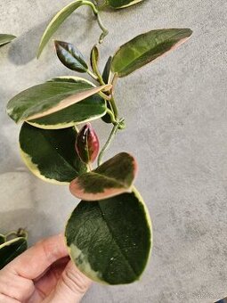 Hoya australis Blondie voskovka, pokojová rostlina