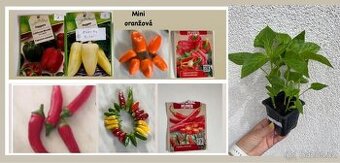 Sazenice papriky a chilli papričky