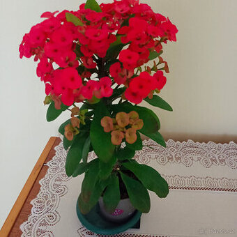 Trnová koruna ( euphorbia milli)