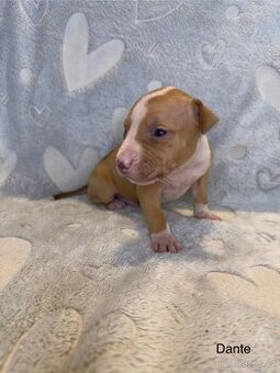 Americký pitbulteriér s pp (APBT)