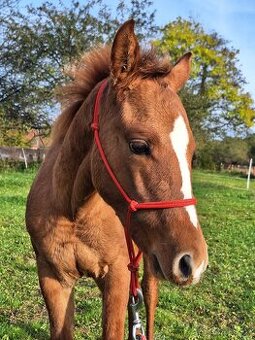Roční klisna, kobylka AQH, QH, USA papíry