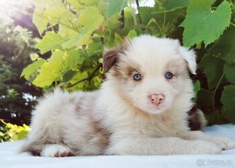 Border kolie , Collie , kolia