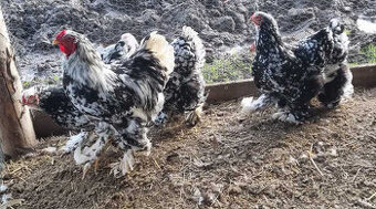 Brahmanka velká Porcellan, černobílá- kuřata 5 týdenní