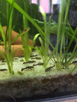 Akvarijní ryby