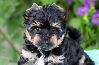 yorkshire terrier s PP(IHR)