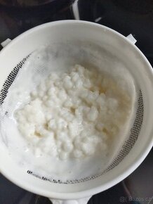 Tibetská houba na kefír