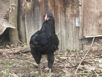 Prodám letošní  kouhouty araukana černá, modrá